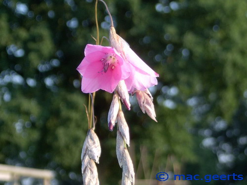 Dierama latifolium